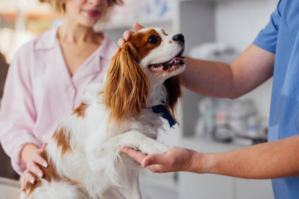Veterinary Hospital dog