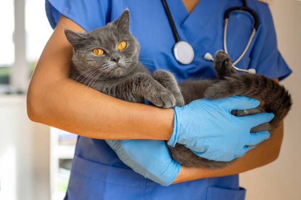 Veterinary Hospital cat