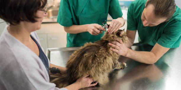 Veterinary Hospital coon cat