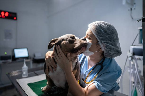 Veterinary Hospital dog caring