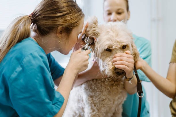Veterinary Hospital grooming