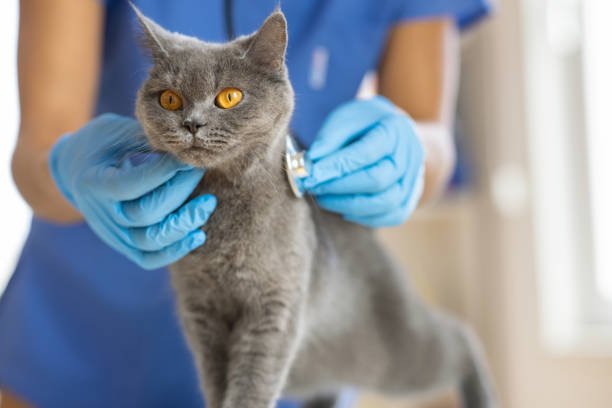 Veterinary Hospital cat examination