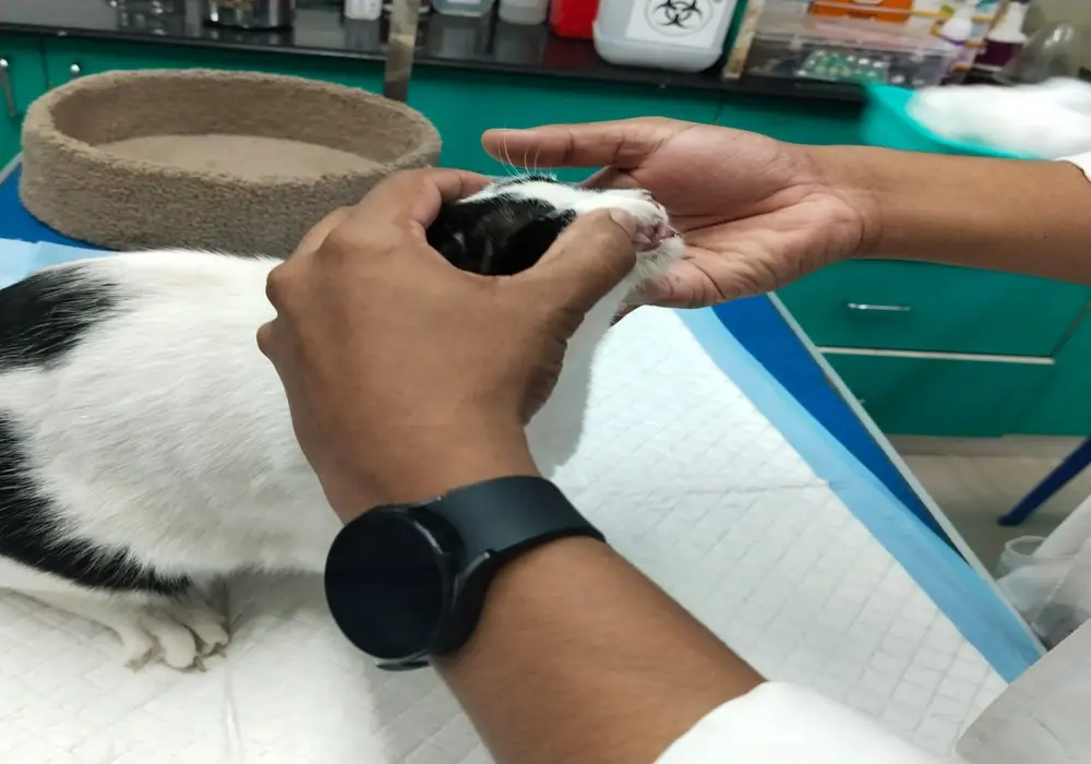 cat vaccination at z Veterinary Hospital
