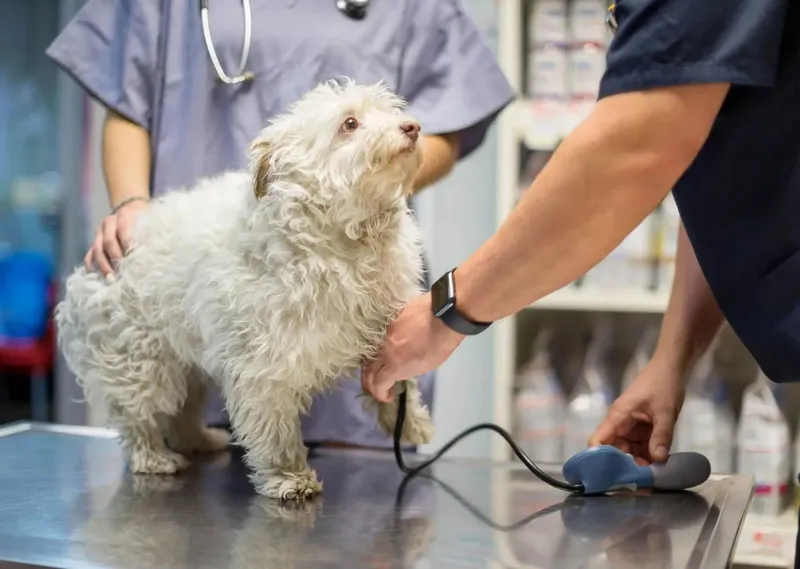 dog vaccination at Z Hospital